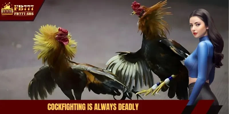 Cockfighting is always deadly