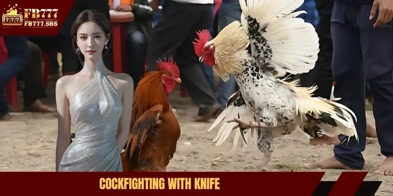 cockfighting with knives