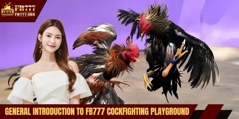 General introduction to FB777 cockfighting playground