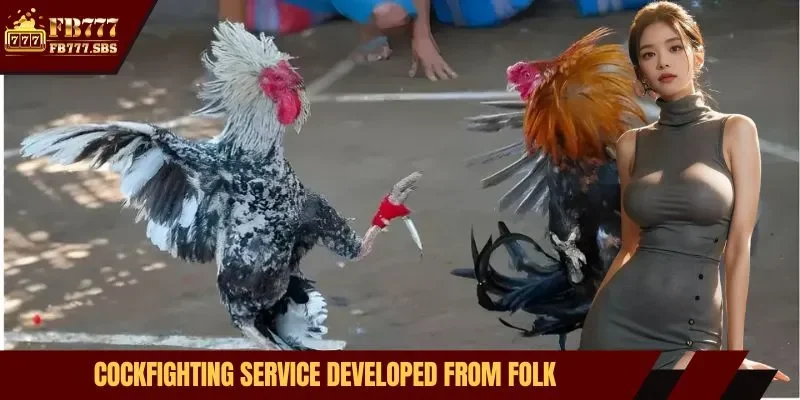 Cockfighting service developed from folk