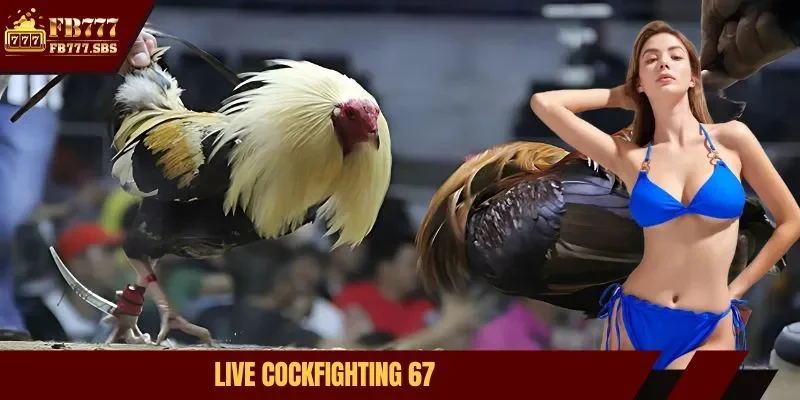 live cockfighting 67