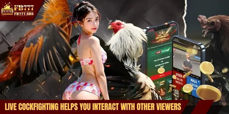 Live cockfighting helps you interact with other viewers